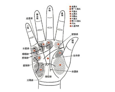 手指手相|手相:相形,相關起源,左右手,三大紋路,十字紋,星紋,島紋…